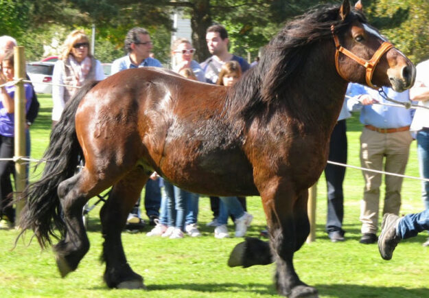 agenda-concurs-cavalls