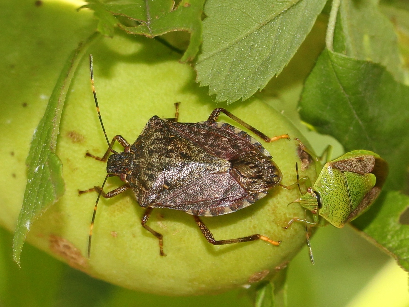 Halyomorpha_halys_and_Plautia_stali